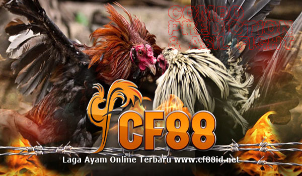 CF88 Sabung Ayam Filipina Asil Boxing & Combo Prediction
