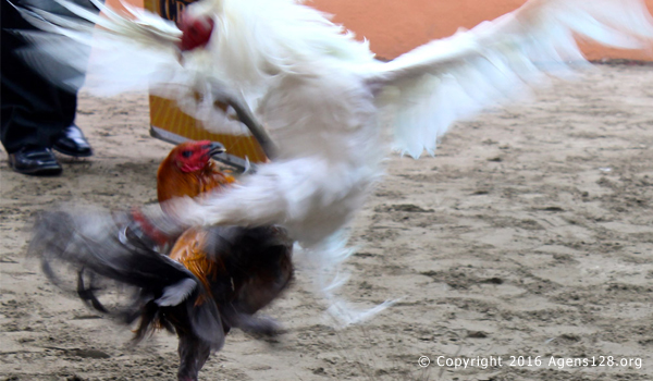 ayam-peru-bertarung