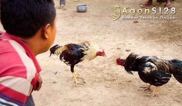 Sabung Ayam Myanmar alias Birma di Yangon Arena