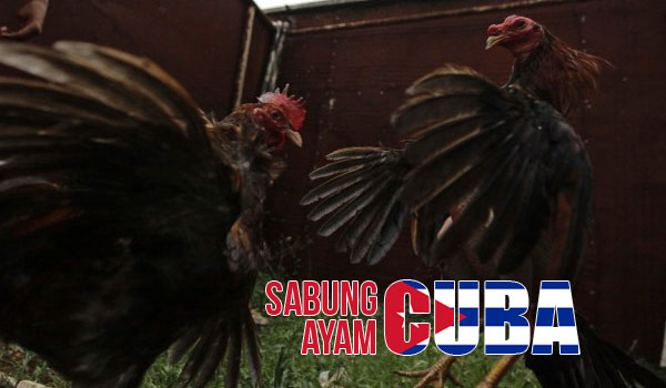 Sabung Ayam Cuba di Kepulauan Karibia Amerika Tengah